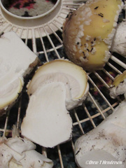 Amanita umbrinidisca