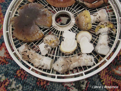 Amanita umbrinidisca