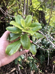 Ilex anomala