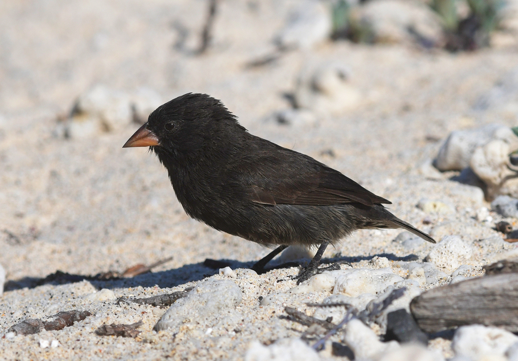 Genovesa Ground-Finch (Geospiza acutirostris) photo
