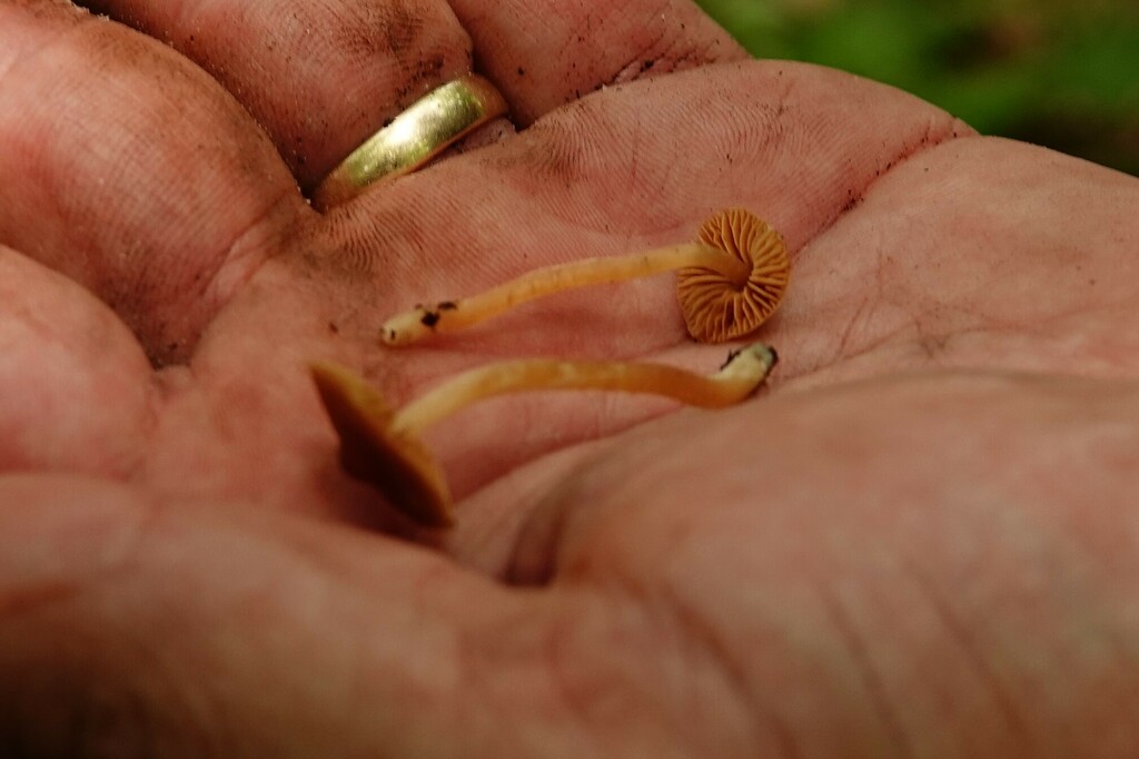 Cortinarius sp. 'LA03'