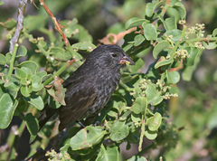 Geospiza acutirostris