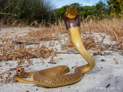 Cape Cobra photo 5