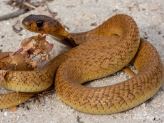 Cape Cobra photo 4