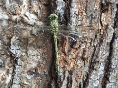 Ceratogomphus pictus