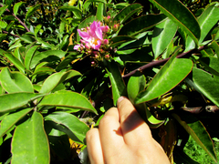 Pereskia grandifolia