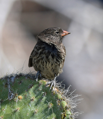 Geospiza acutirostris
