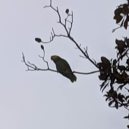 Amazona oratrix