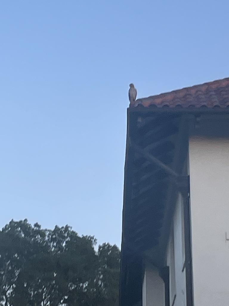 Hawks, Eagles, and Kites from Phillippi Estate Park, Sarasota, FL, US