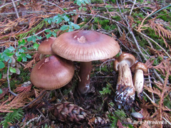 Tricholoma pessundatum