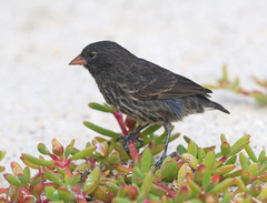 Geospiza acutirostris