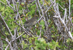 Certhidea fusca