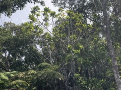 Ilex anomala