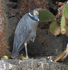 Nyctanassa violacea pauper