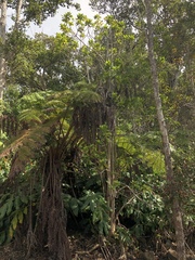 Ilex anomala