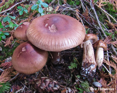 Tricholoma pessundatum