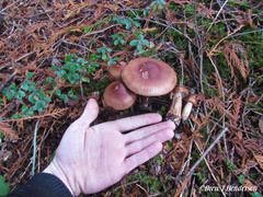 Tricholoma pessundatum