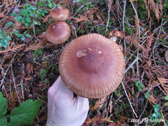 Tricholoma pessundatum