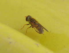 Parhelophilus laetus