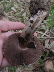 Agaricus