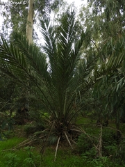 Phoenix dactylifera