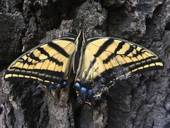 Papilio multicaudata
