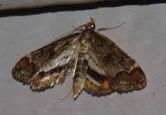 Parapoynx obscuralis
