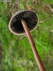 Panaeolus