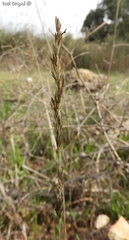 Eragrostis sarmentosa