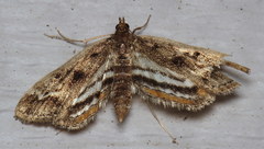 Parapoynx obscuralis