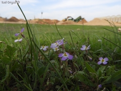 Maresia pulchella
