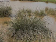 Juncus acutus
