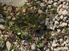 Lythrum