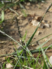 Eragrostis sarmentosa