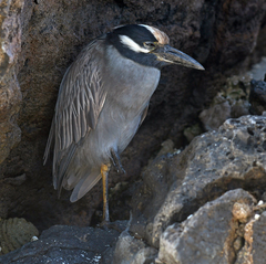 Nyctanassa violacea pauper