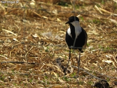 Vanellus spinosus