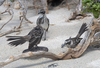 Genovesa Mockingbird - Photo (c) Josh van der Meulen, some rights reserved (CC BY-NC-ND), uploaded by Josh van der Meulen