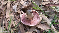 Agaricus