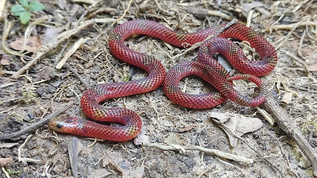 Langsdorff's Coralsnake in February 2022 by Wildlife Tours Peru ...