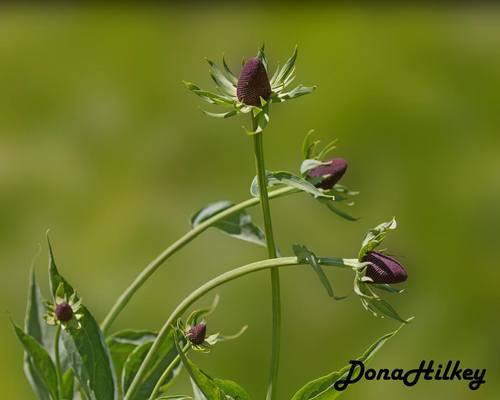 Rudbeckia montana