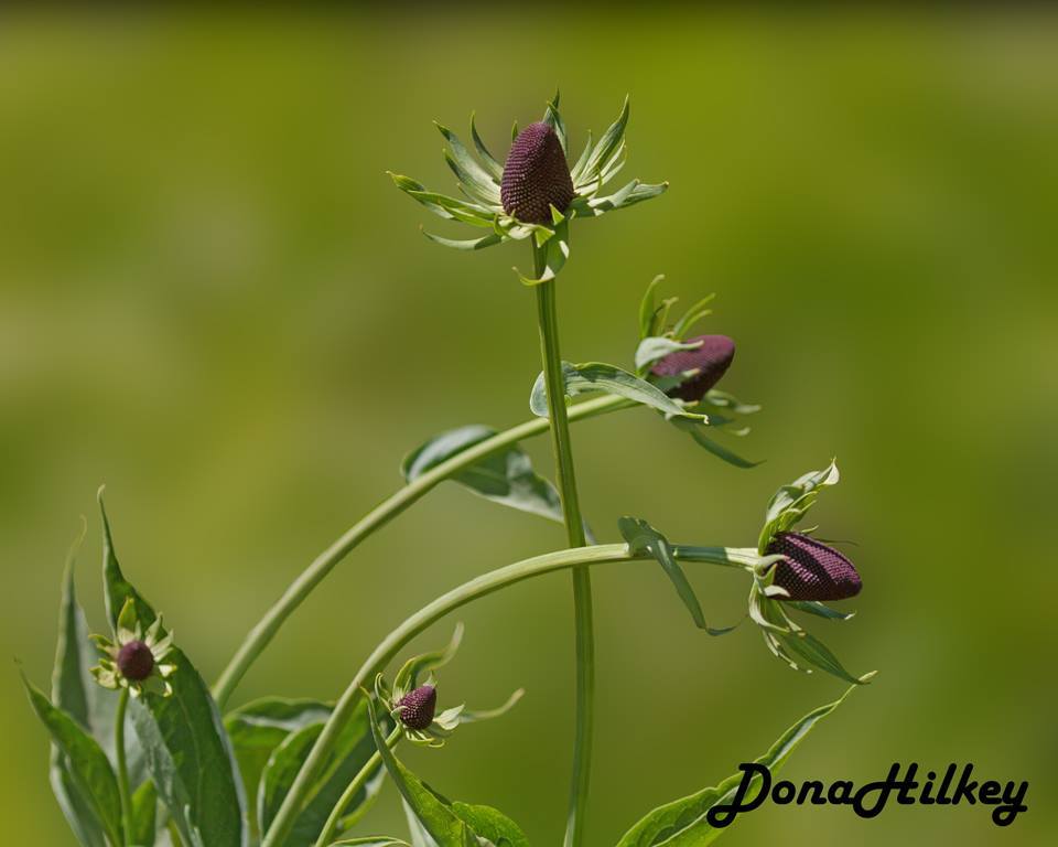 Rudbeckia montana