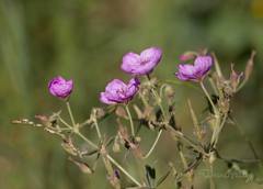 Geranium viscosissimum