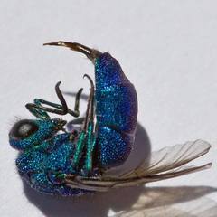Chrysura
