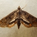 Obscure Pondweed Moth - Photo (c) G. L. Dearman, some rights reserved (CC BY-NC-ND)