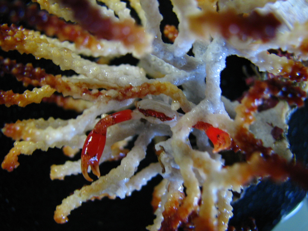 Quadrella nitida