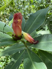 Costus laevis image