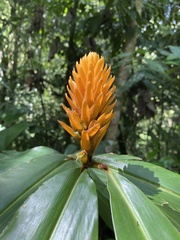 Renealmia cernua image