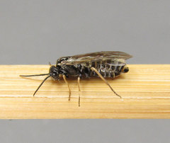 Empria candidata