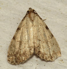 Dyspyralis puncticosta