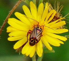 Calocoris barberi
